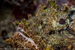"Hairy Face"
Close up portrait of a Scorpion Fish. by Dusty Norman 